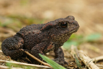 Closeup on a small juvenile European common toad, Bufo bufo sitting on the ground