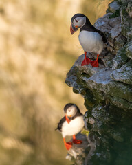 Pair of Atlantic puffins (Fratercula arctica) on the cliffs at sunset.