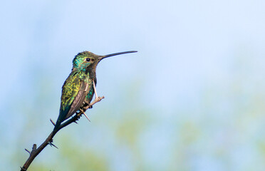 Male Blue-tufted Starthroat hummingbird (Heliomaster furcifer), south american species. Argentine birds