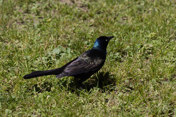 crow on the grass