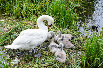 A nest of baby swans known as cygnets with the mother known as a pen