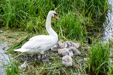 A nest of baby swans known as cygnets with the mother known as a pen