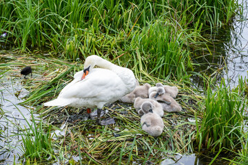 A nest of baby swans known as cygnets with the mother known as a pen