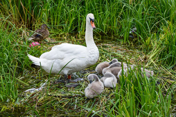 A nest of baby swans known as cygnets with the mother known as a pen