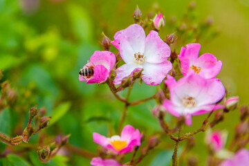 bee on pink flowers