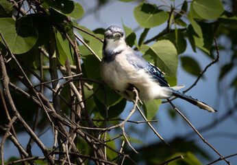 Blue jay in tree