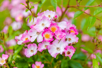 pink and white flowers