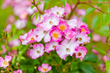 pink and white flowers