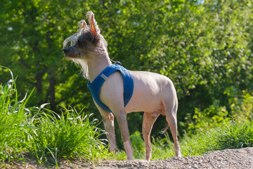 Fototapeta na wymiar Chinese Crested dog stands with its ears up and looks to the side. Gray purebred bald dog with hair on the face. Walking in the park with a pet, using a harness instead of a leash.