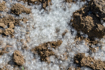 Summer landscape. Poplar fluff. Poplar fluff is to blame for allergies, summer begins with poplar fluff. Magic poplar.