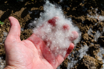 Naklejka premium Summer landscape. Poplar fluff. Poplar fluff is to blame for allergies, summer begins with poplar fluff. Magic poplar.