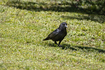 Starling on the grass