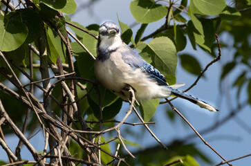 Blue jay branch
