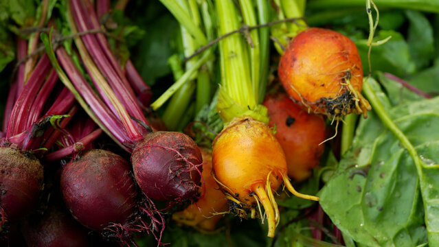 Beetroot Red Golden Beta Vulgaris Beet Burpees Harvest Bunch Bio Farm Field Harvesting Food Farmer Farming Greenhouse Folio Garden Leaf Plant Greenhouse Organic Plantation Vegetables