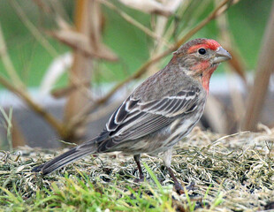 House Finch
