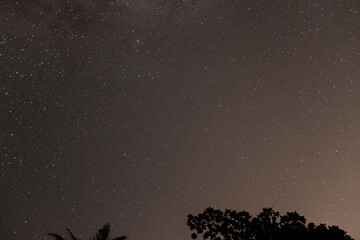 Many stars and formation of the milky way between trees and coconut trees in astronomical photographs