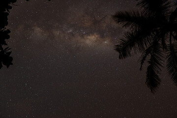 Many stars and formation of the milky way between trees and coconut trees in astronomical...