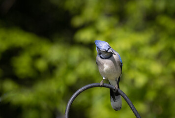 Blue jay bird on a wire