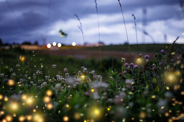 Summer Synchronous Lightning Bugs