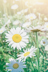 White daisies on the field on a warm summer morning. Tinted image for postcard, selective focus.