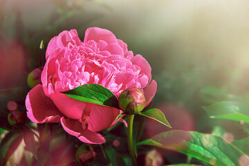 Pink peony bud and flower in raindrops. Selective focus, postcard image, copy space