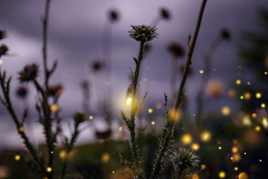 Synchronous Lighting Bugs