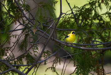 Yellow bird on a branch