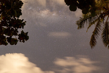Many stars and formation of the milky way between trees and coconut trees in astronomical...
