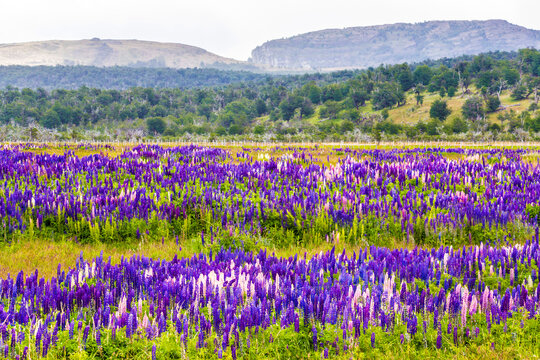 Colorful and bright blooming lupines field in Patagonia, Argentina, South America © Natalia