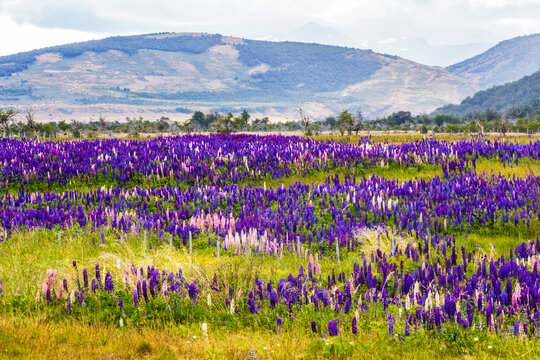 Colorful and bright blooming lupines field in Patagonia, Argentina, South America