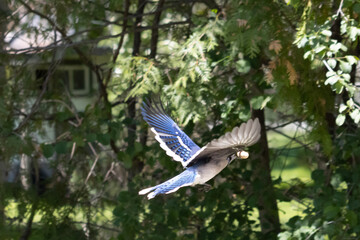 Blue jay in flight