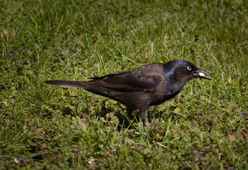 crow on the grass