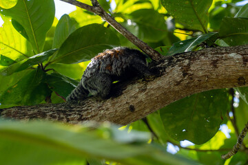 Small black monkey with white fur on its face, the Atlantic Forest marmoset 