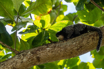 Small black monkey with white fur on its face, the Atlantic Forest marmoset 