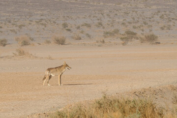 Wild coyote, canis latrans, stands in the desert of Death Valley National Park with dust blowing in the wind. Wild animal in its natural habitat. Wildlife of American southwest.