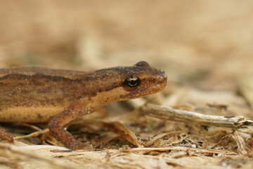 Closeup on a brown juvenile Smooth newt, Triturus vulgaris siting on the ground