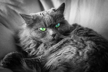 Resting gray british cat
