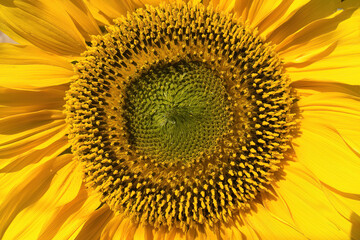 Detailed closeup of the radial heart of a sunflower with pollen
