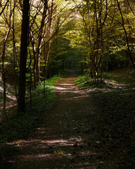 dark footpath in the woods