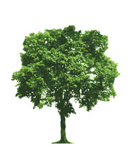 Fototapeta na wymiar Green tree isolated on white Ficus Benjamin_Details