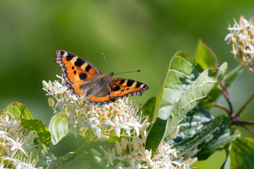 Small tortoiseshell butterfly (Aglais urticae) feeding in late spring/early summer. 