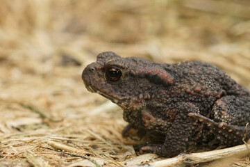 Closeup on a small juvenile European common toad, Bufo bufo sitting on the ground