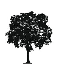 Tree silhouette isolated on white
Ficus_Black and White
