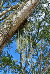 Mistletoe cactus on tree trunk (Rhipsalis baccifera) 