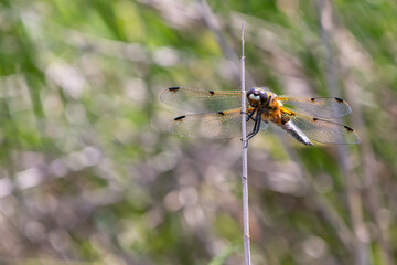 Male four spotted chaser, or four spotted skimmer (Libellula quadrimaculata) dragonfly perching above the river. Predatory insect in the order Odonata.