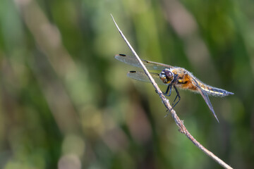 Male four spotted chaser, or four spotted skimmer (Libellula quadrimaculata) dragonfly perched by the river. Beautiful British insect.