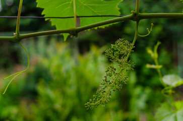 Grapevine with baby grapes and flowers - flowering of the vine with small grape berries. Young green grape branches on the vineyard in spring time.