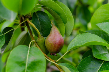 a pear on a tree. The use of pears. background
