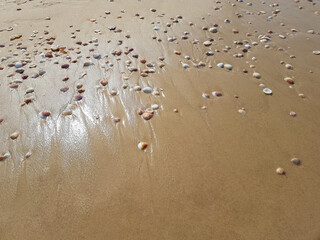 Sea wet sand with shells scattered by the wave on it and the glare of the sun