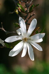 Branch with beautiful blooming Magnolia stellata Royal Star or Star Magnolia. Spring season, sweet fragrance.